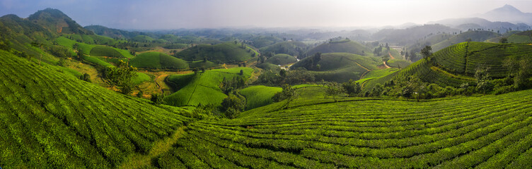 Fototapeta na wymiar LANDSCAPE TEA PLANTATION OF LONG COC IN PHU THO, VIETNAM WITH BLUR FOREGROUND.