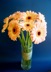 pink gerbera flowers stand in a glass vase on a dark blue background.  side view.  bouquet of...