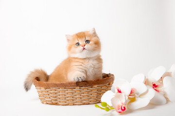 Fototapeta na wymiar a very cute, fluffy, British breed kitten in a basket on a white background