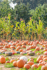 Field of corn stalks and pumpkin patch for fall festival and halloween
