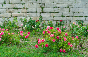 Fototapeta na wymiar nice roses in the garden