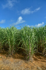 沖縄の美しいサトウキビ畑