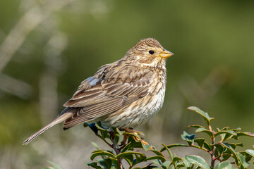 Birds of Cyprus