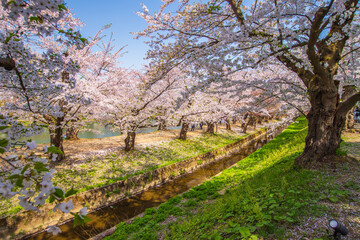 青森県　 弘前城桜祭り　
