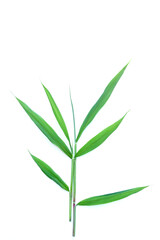 fresh green leaves on white background
