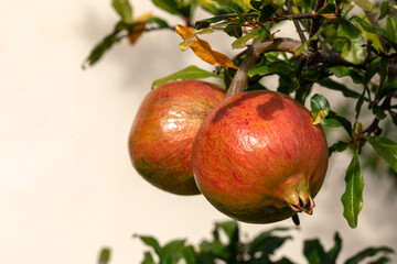 Ripening pomegranate. Pomegranate on a branch.