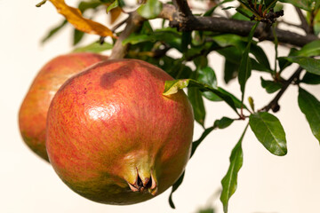 Ripening pomegranate. Pomegranate on a branch.