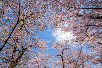 青森県　 弘前城桜祭り　
