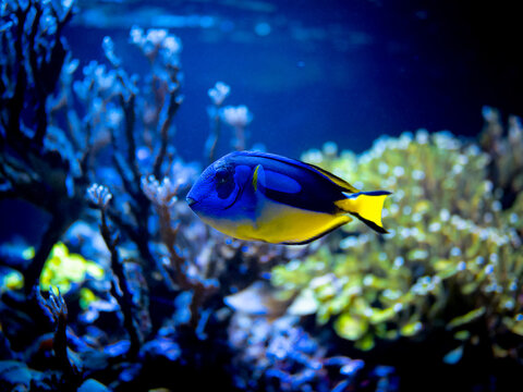 Blue tang (Paracanthurus hepatus) swimming on a reef tank with blurred background