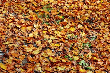 Herbstlaub im Buchenwald