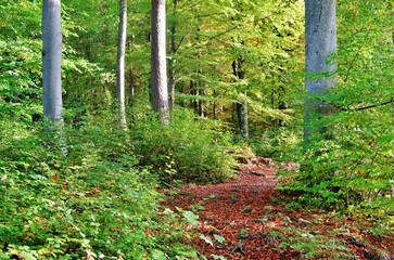 Spaziergang durch einen Buchenwald