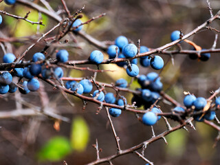 Jesienią dojrzewają owoce Śliwy tarniny, tarnina, tarka (Prunus spinosa L.) będące pokarmem...