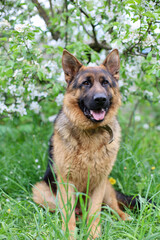 Beautiful German Shepherd dog is playing in the grass with flowers. German Shepherd puppy frolics in the grass, playing with flowers