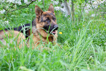 Beautiful German Shepherd dog is playing in the grass with flowers. German Shepherd puppy frolics in the grass, playing with flowers