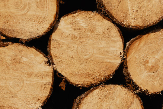 Wood round log texture, close up. Firewood background
