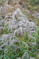 the overblown Goldenrod flower (Solidago) 
