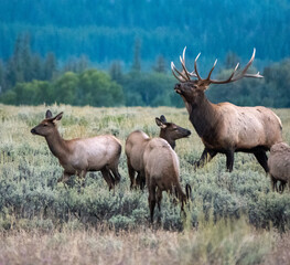 Naklejka na ściany i meble Bull Elk Herding his Harem in Jackson Hole, Wyoming During the Fall Rut