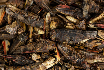 The dried Grasshopper - pet food