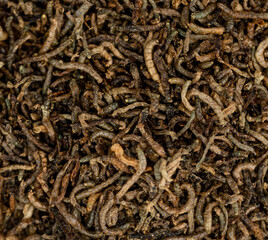 close up dried ant larvae - fish food