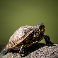 Central Park Turtle 2