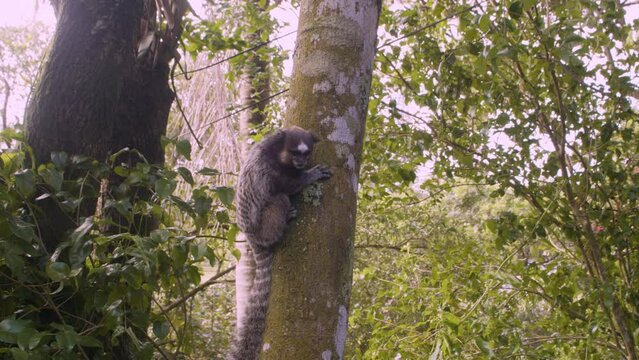 Macacos comendo banana