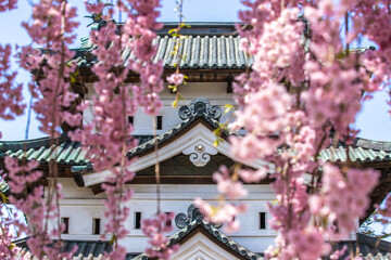 青森県　 弘前城桜祭り・天守閣
