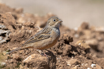 Birds of Cyprus
