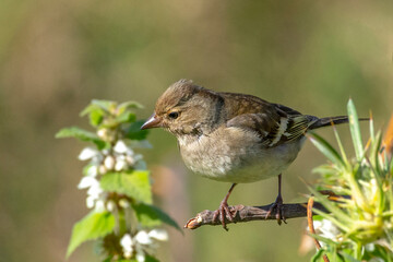 Birds of Cyprus
