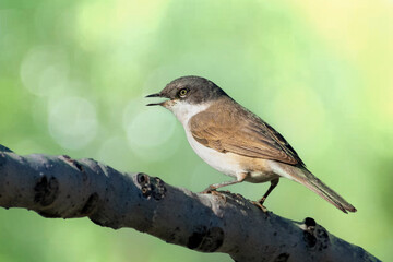 Birds of Cyprus