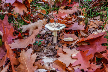 Die Pilze im Wald zersetzen die Bäume wieder in ihre Bestandteile 