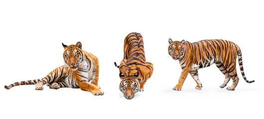 Fototapeta na wymiar collection, royal tiger (P. t. corbetti) isolated on white background clipping path included. The tiger is staring at its prey. Hunter concept.
