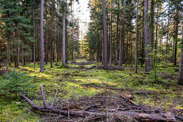 Im Wald am Nachmittag, wir suchen nach Pilzen 