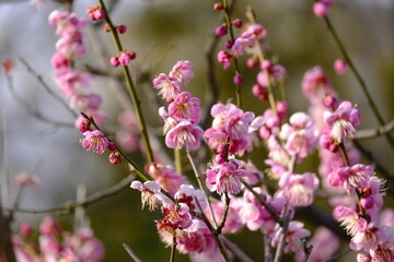 pink flowers