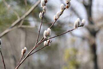 branch of a tree