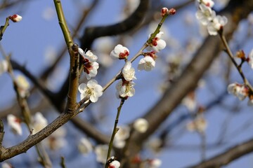 branch of a tree