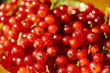 Fruit ripe red currant, closeup. Ecological products grown in the garden