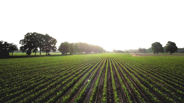 Aerial View of Corn Crops Field From Drone Point Of View Evening Sunset. Aerial, Flight Above Rural Countryside Landscape With Growing Corn Field Morning Sunset. Flight Above Cornfield. Wind Wave