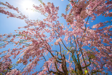 青森県　 弘前城桜祭り　
