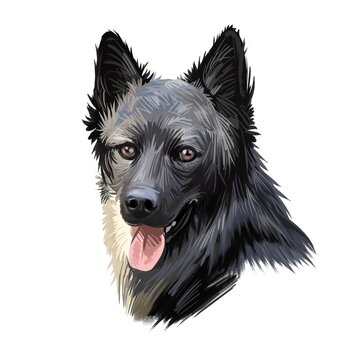 Lapponian herder dog canine closeup of pet digital art illustration. Lapinporokoira hound with stuck out tongue, lapsk vallhund originated in Finland. Portrait of puppy domesticated breed pet.