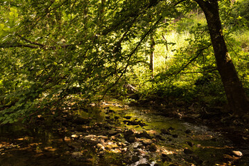 Sunlight through the trees and folliage of the Kylltal woods, Kordel
