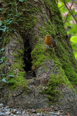 Tiere in der freien Wildbahn