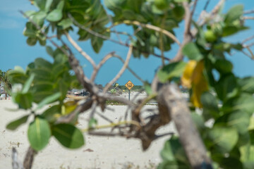Praia de barra grande - pi