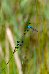 Tiere in der freien Wildbahn