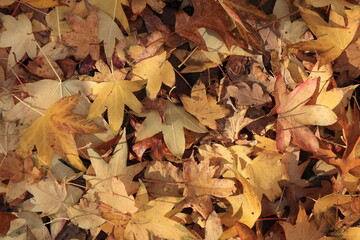 Golden Yellow Autumnal Maple Leaves on the Ground Close Up