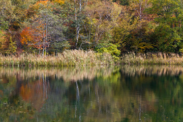 秋の高原の風景　志賀高原の紅葉