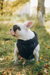 Walking with a dog french bulldog in the park in autumn.