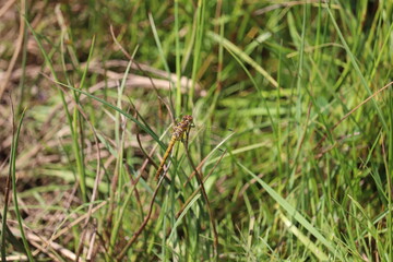 Cordulegastridae, Cordulegaster, libellule jaune et noire