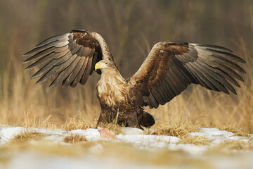 Majestic predator White-tailed eagle, Haliaeetus albicilla in Poland wild nature