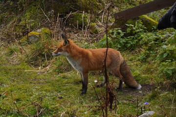Wild red little fox walking at tourist road in forest in High Tatras mountains, Slovakia