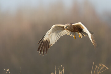 Flying Birds of prey Marsh harrier Circus aeruginosus, hunting time Poland Europe